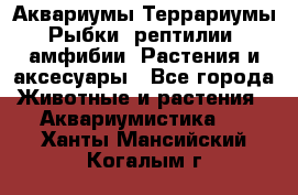 Аквариумы.Террариумы.Рыбки, рептилии, амфибии. Растения и аксесуары - Все города Животные и растения » Аквариумистика   . Ханты-Мансийский,Когалым г.